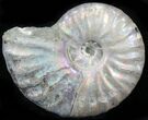 Silver Iridescent Ammonite - Madagascar #29863-1